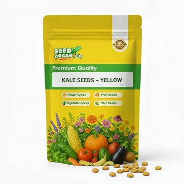 Kale Seeds – Yellow