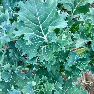 Kale Seeds – Siberian