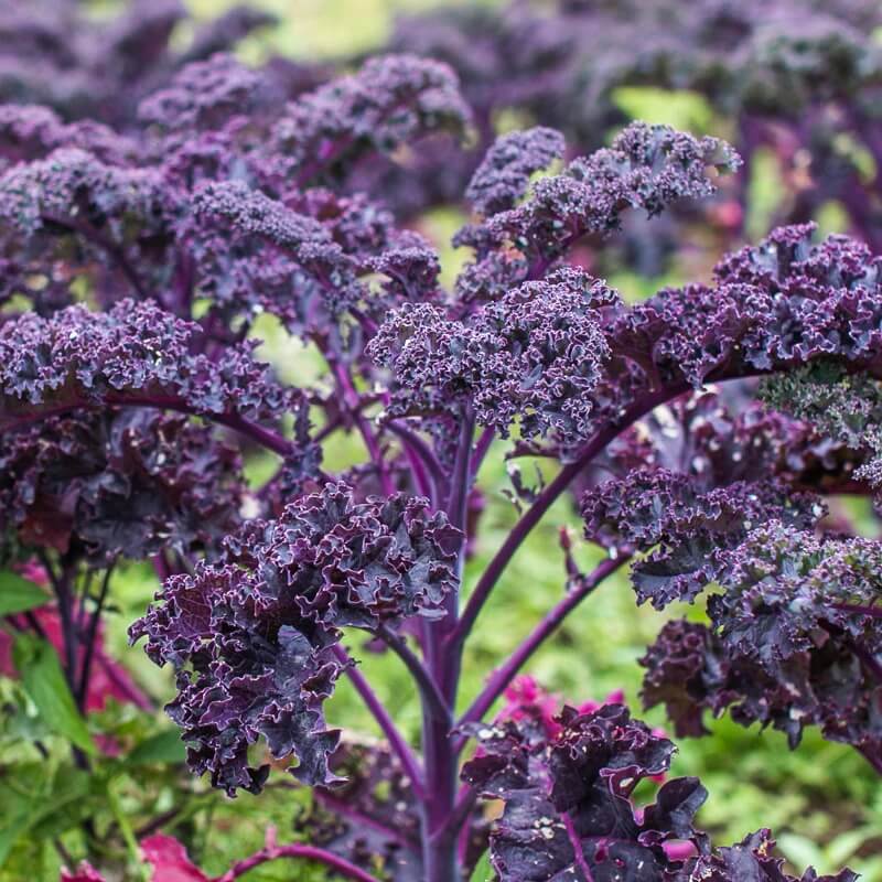 Kale Seeds – Violet 