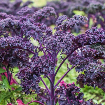 Kale Seeds – Violet 