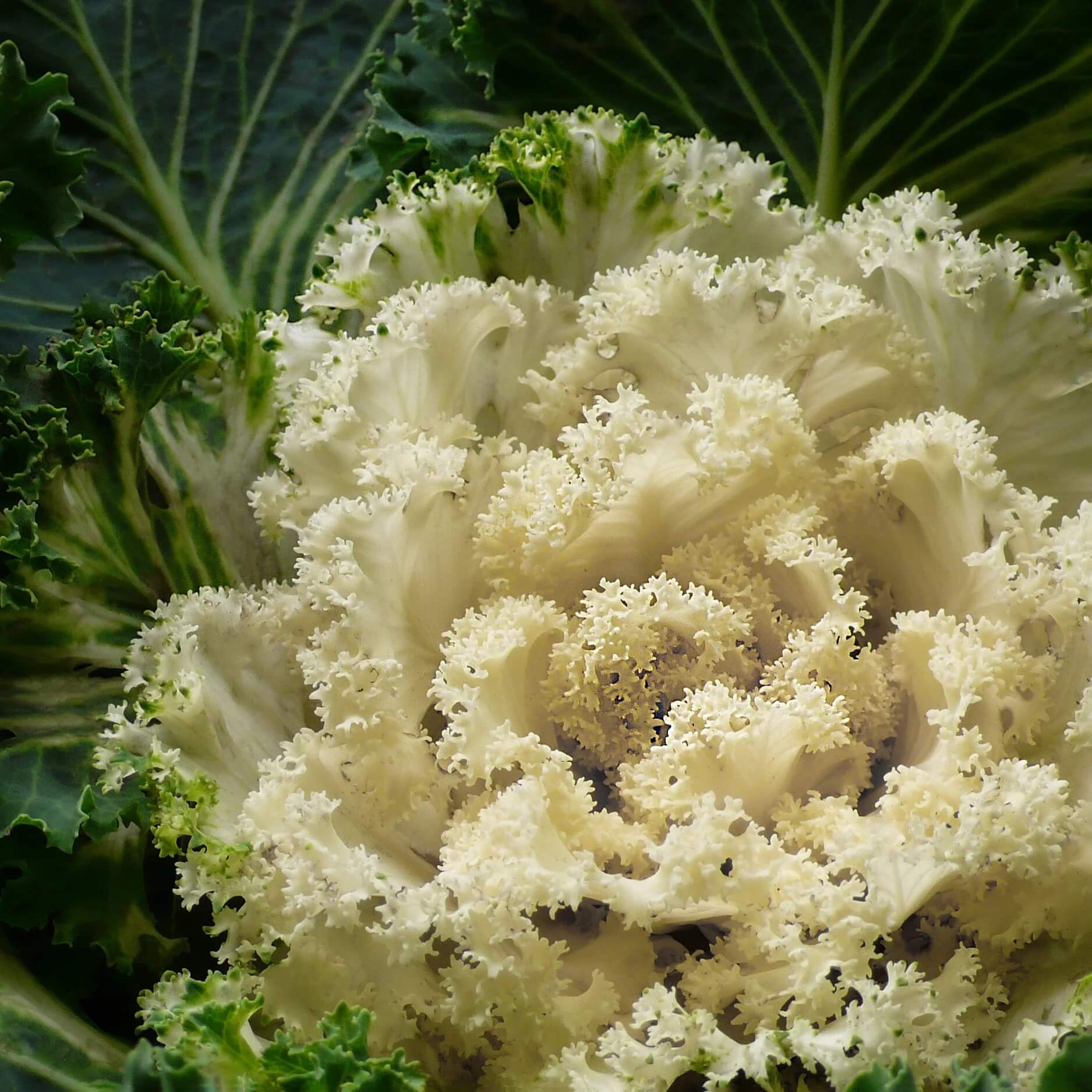 Kale Seeds – White 