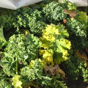 Kale Seeds – Yellow