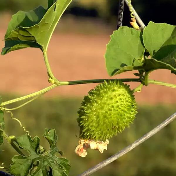 Kantola Seeds