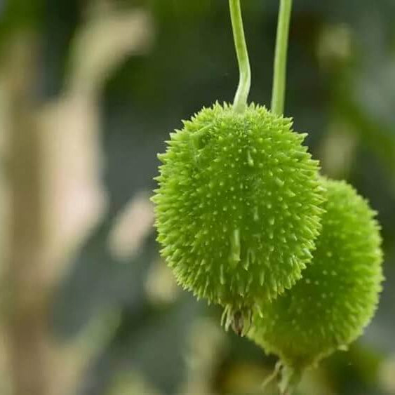 Kantola Seeds