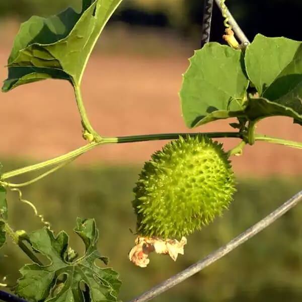 Kantola Seeds for Planting