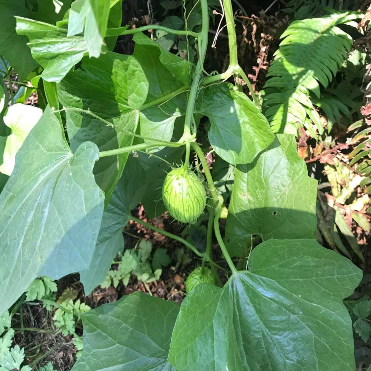 Kantola Seeds for Planting