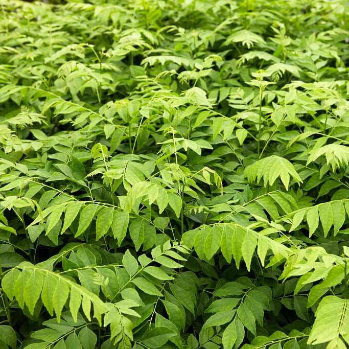 Karivepaku Seeds - Vegetable Plant for Home Gardens