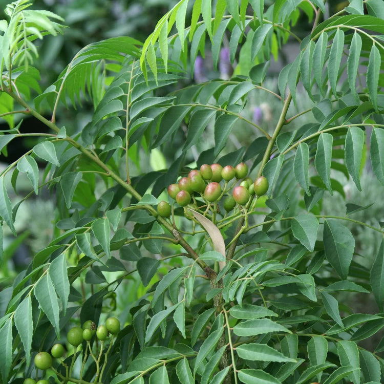 Karivepaku Seeds - Vegetable Plant for Home Gardens