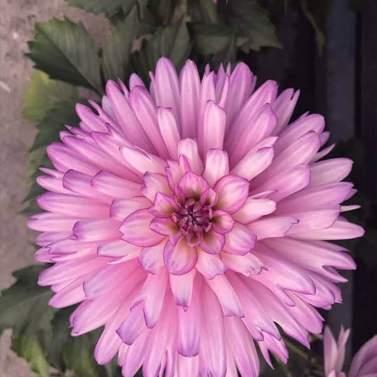 Karma Amanda Violet White Bicolor – Wildflower