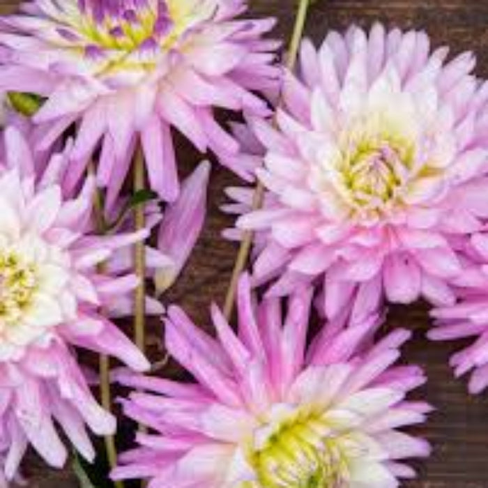 Karma Amanda Violet White Bicolor – Wildflower