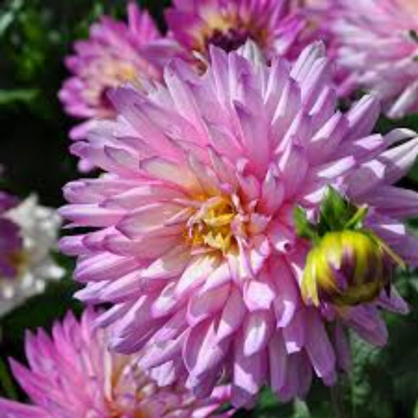 Karma Amanda Violet White Bicolor – Wildflower