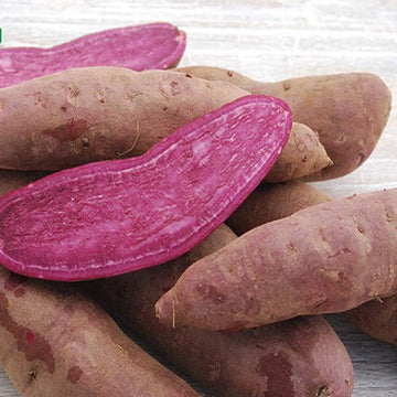 Sweet Potato Seeds - Light Violet