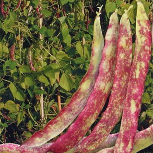 Kidney Bean Seeds – Red Pole