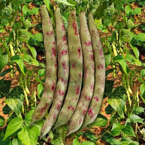 Kidney Bean Seeds – Red Pole