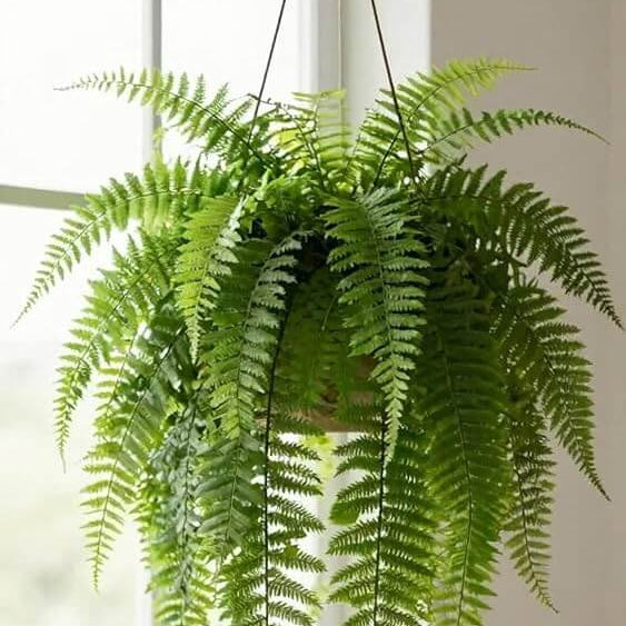 Kimberly Queen Fern Seeds