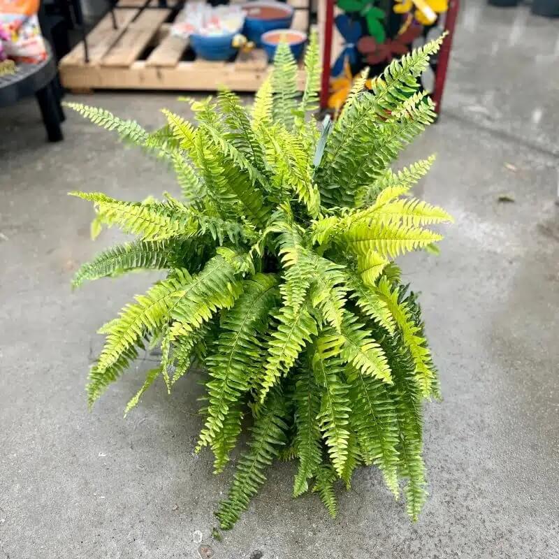 Kimberly Queen Fern Seeds