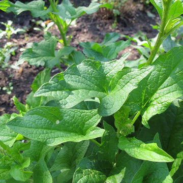 King Henry Seeds - Vegetable Plant