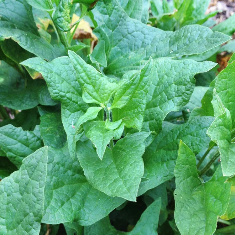 King Henry Seeds - Vegetable Plant