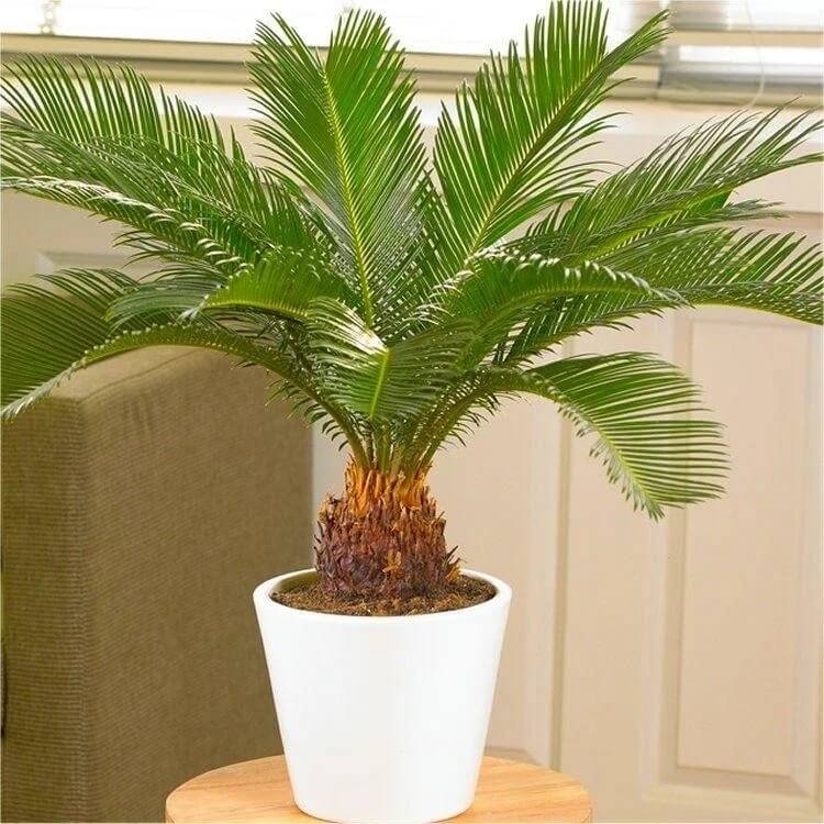 King Sago Palm Seeds