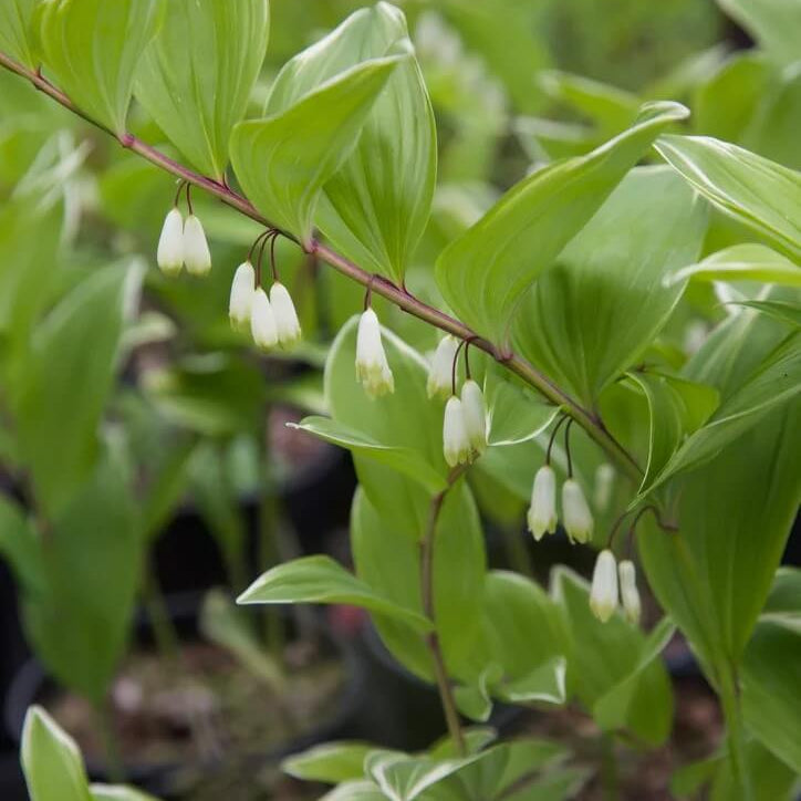 King Solomon’s Seal Seeds
