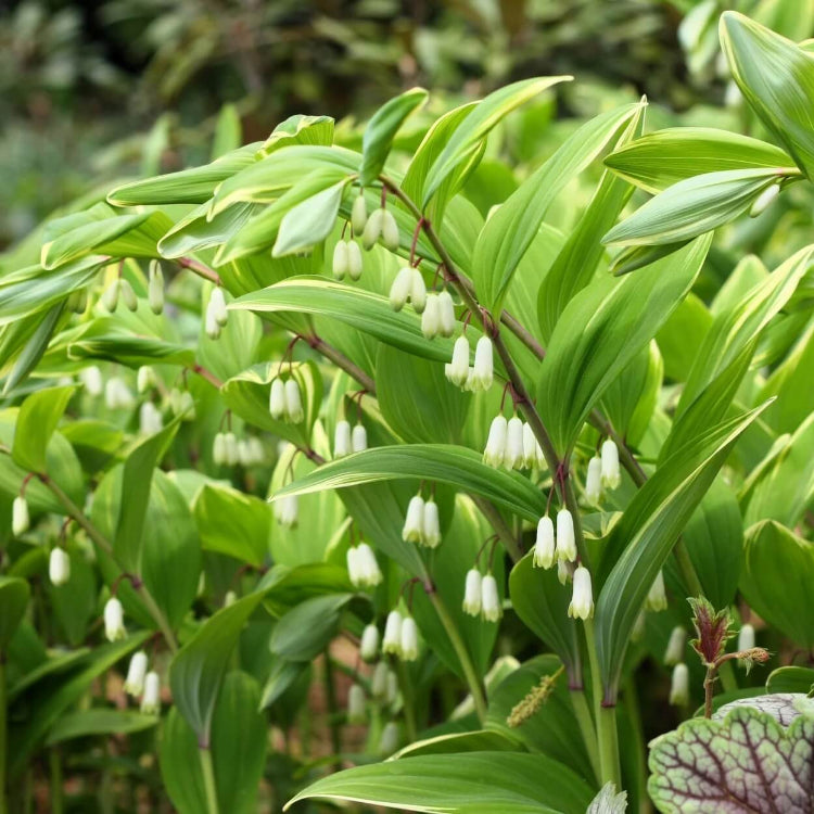 King Solomon’s Seal Seeds