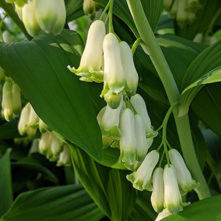 King Solomon’s Seal Seeds