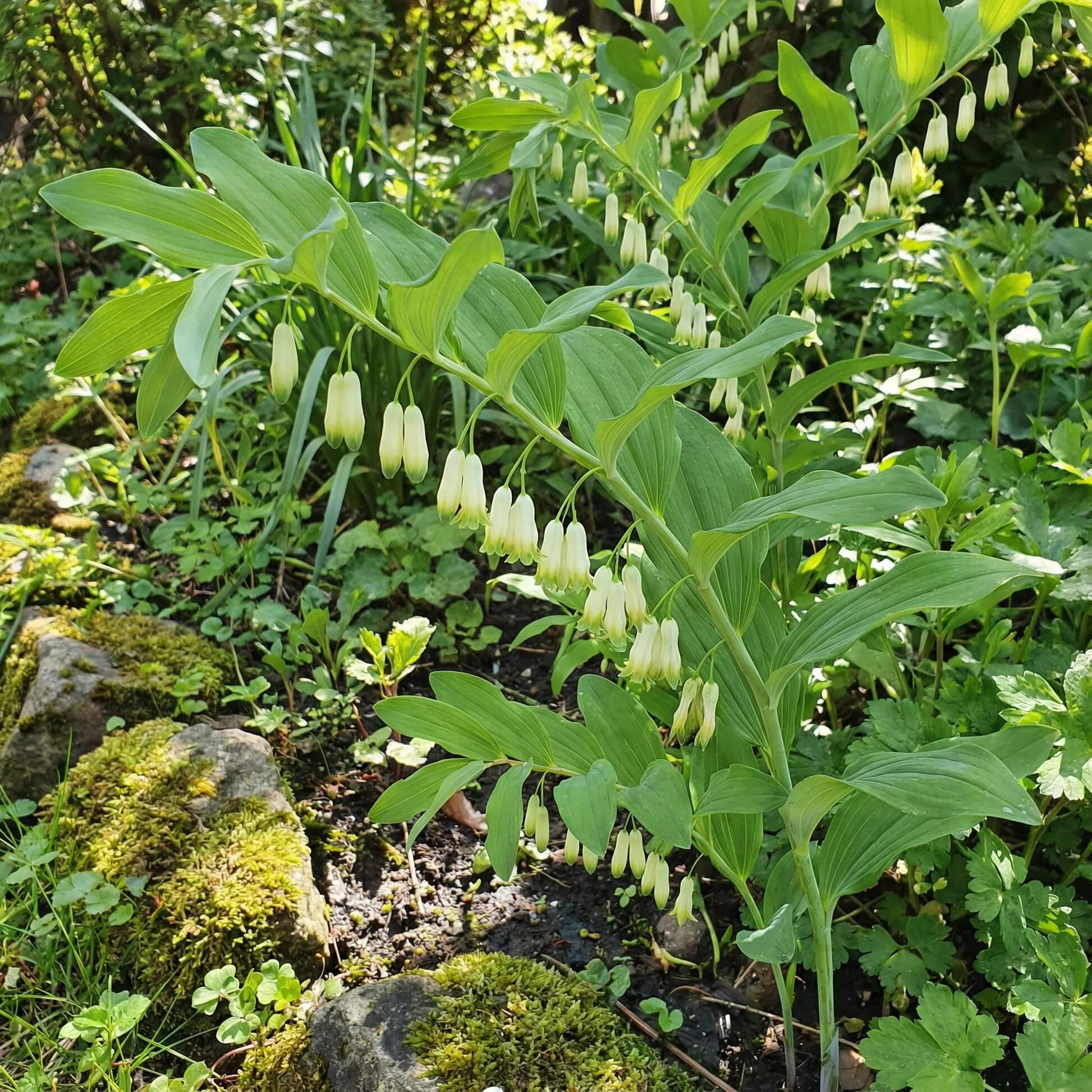 King Solomon’s Seal Seeds