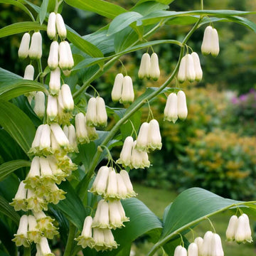 King Solomon’s Seal Seeds