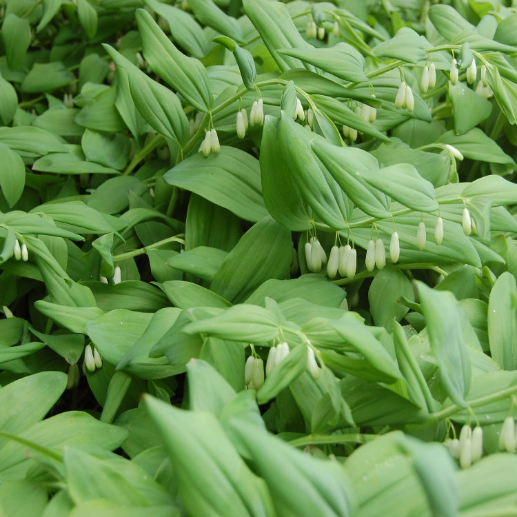 King Solomon’s Seal Seeds