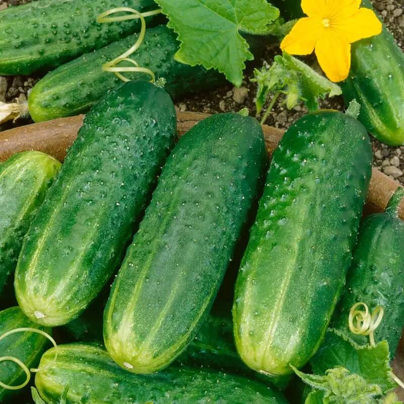 Kirby Pickling Cucumber Seeds
