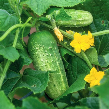 Kirby Pickling Cucumber Seeds