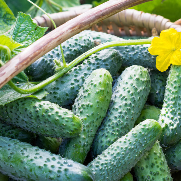 Kirby Pickling Cucumber Seeds