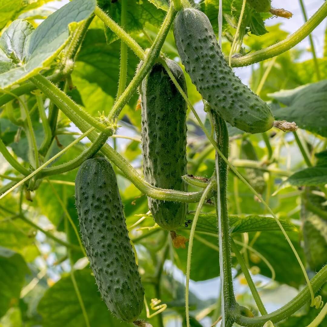Kirby Pickling Cucumber Seeds