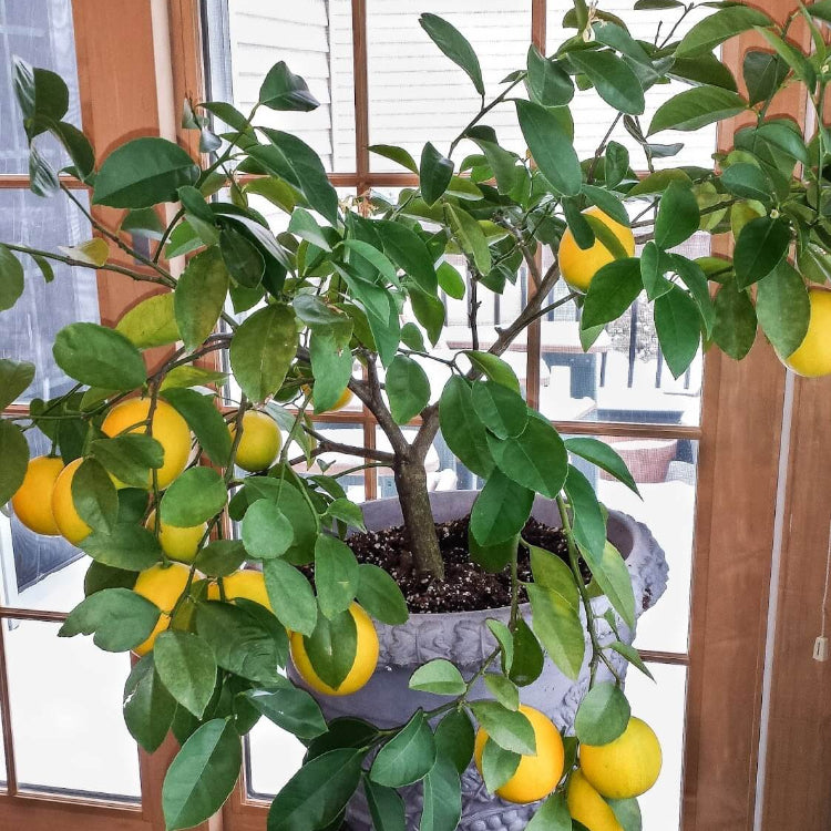Kitchen Garden Citrus Seeds