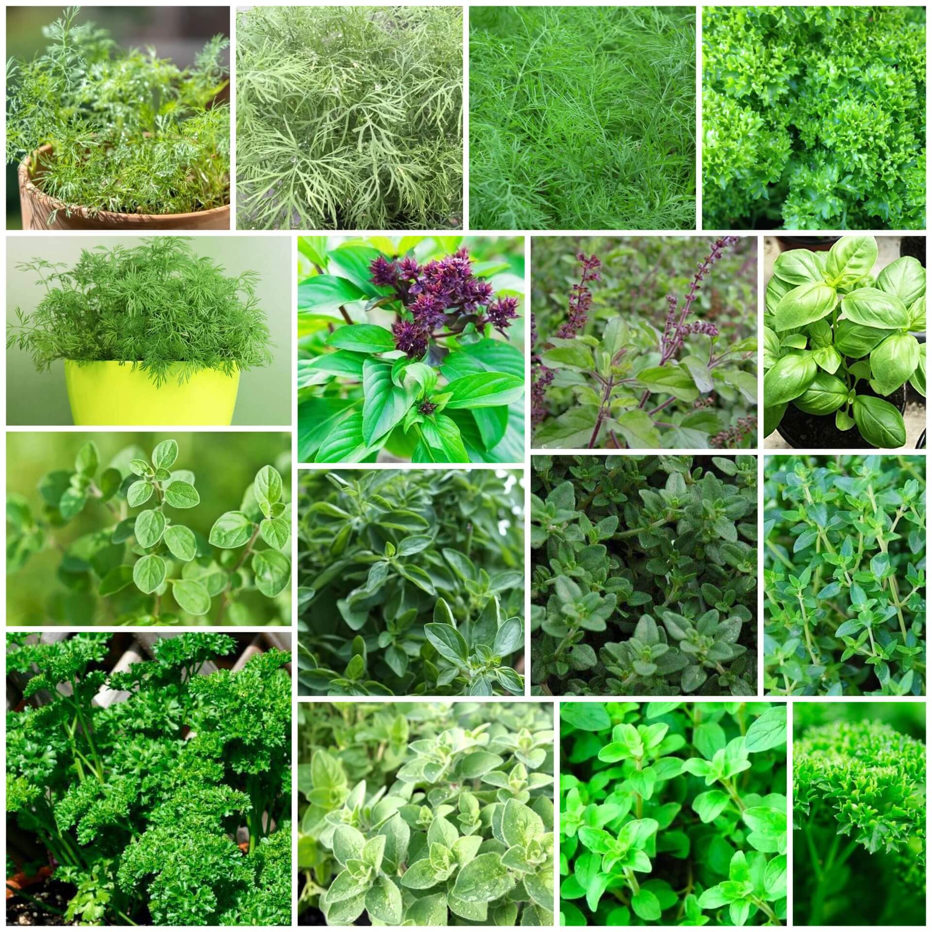 Kitchen Herb Garden Kit