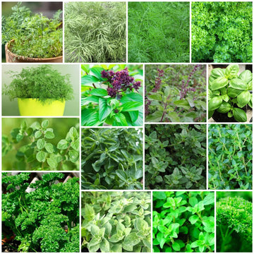 Kitchen Herb Garden Kit
