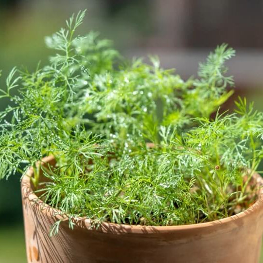 Kitchen Herb Garden Kit