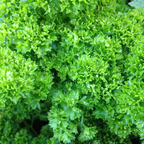 Kitchen Herb Garden Kit