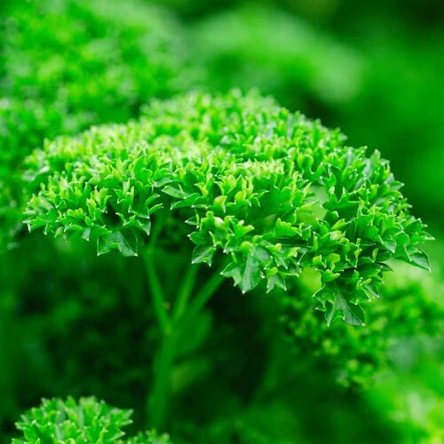 Kitchen Herb Garden Kit