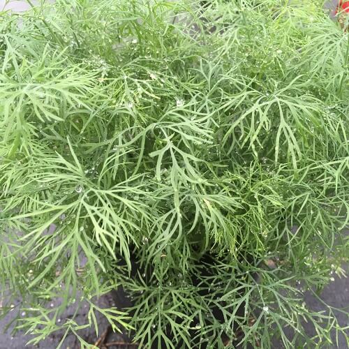 Kitchen Herb Garden Kit