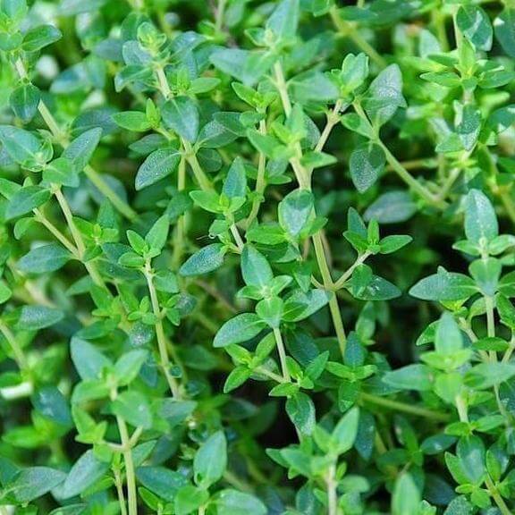 Kitchen Herb Garden Kit