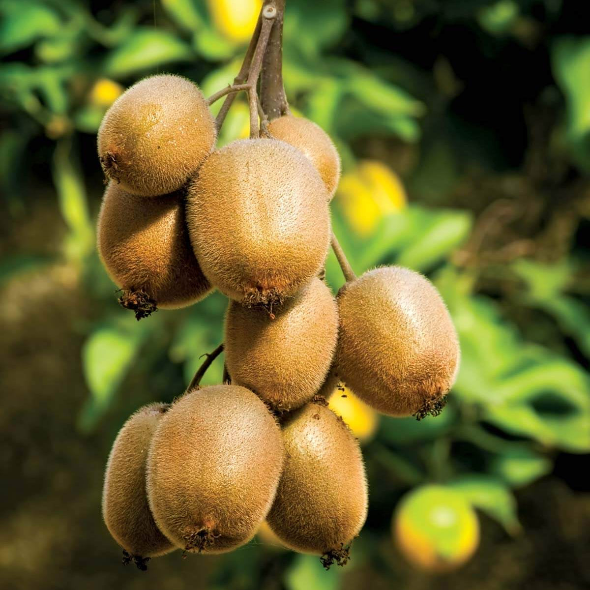 Kiwi Seeds – Hayward