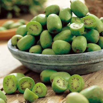 Kiwi Seeds – Issai