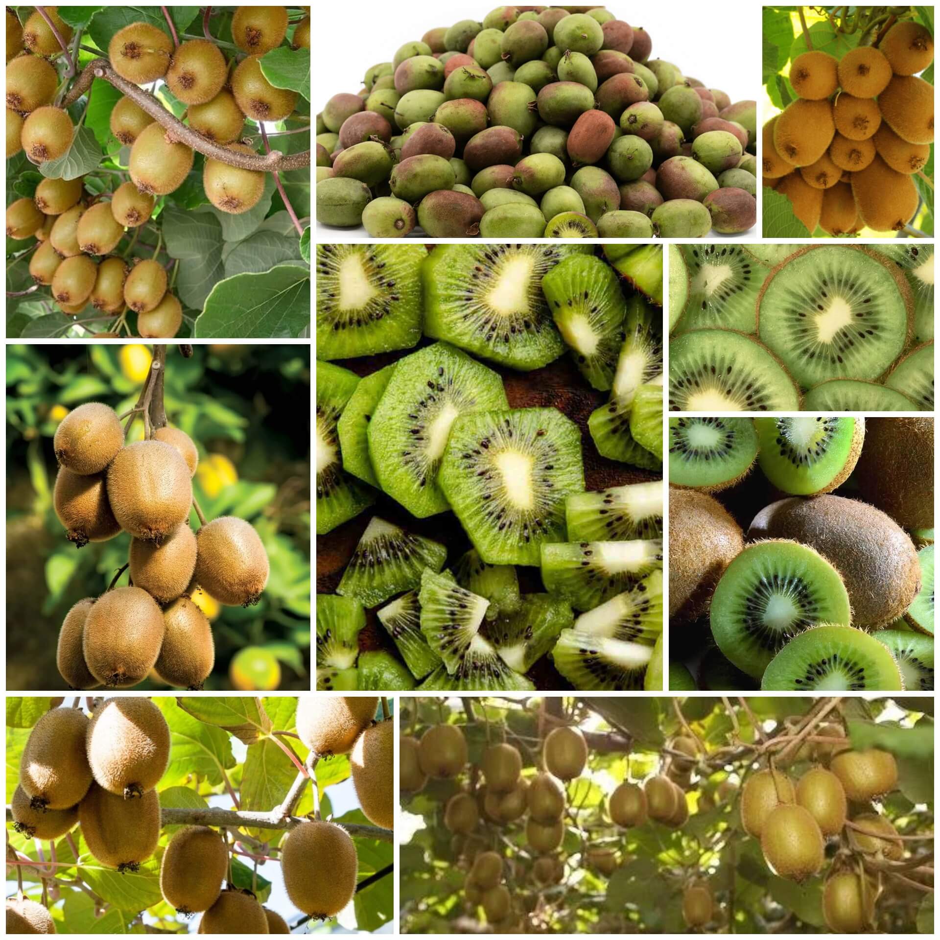 Kiwi Seeds - All In One For Home Gardens