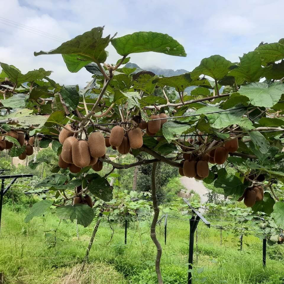 Kiwi Seeds - All In One For Home Gardens