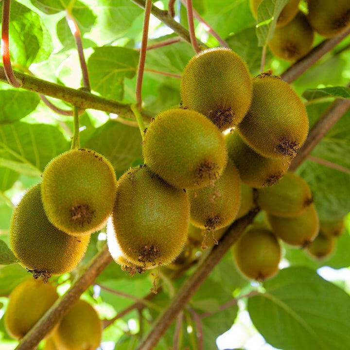 Kiwi Seeds - All In One For Home Gardens