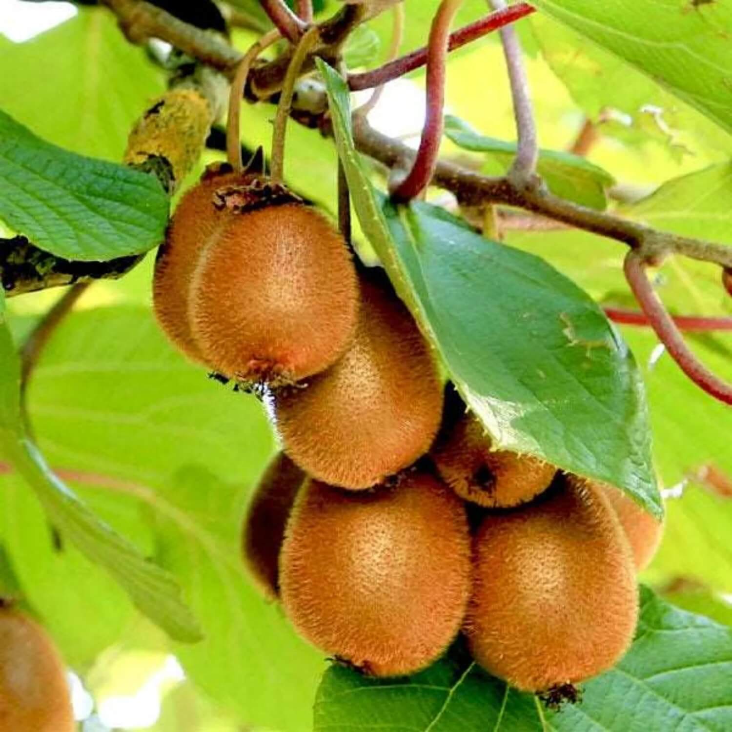 Kiwi Seeds - All In One For Home Gardens