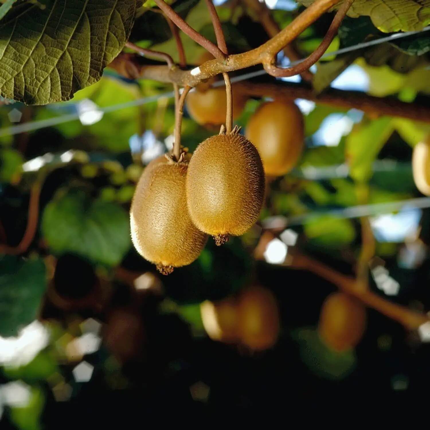 Kiwi Seeds - All In One For Home Gardens