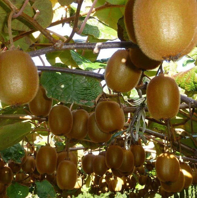 Kiwi Seeds - All In One For Home Gardens
