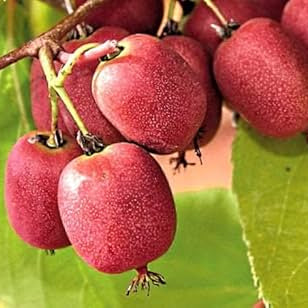 Kiwi Seeds – Hardy Red